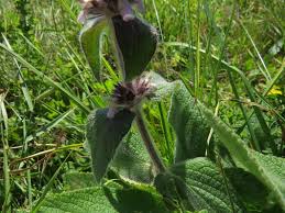 Image result for Stachys aculeolata