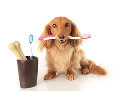 There are also dental wipes that you can use to wipe debris off of your pet's teeth. How To Brush Your Dog S Teeth Pet Pros Pet Store