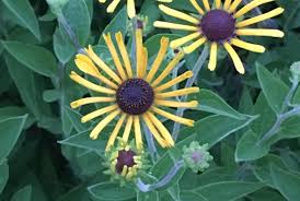 Image result for Grona stolzii