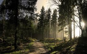 Y'know, i do believe i recognize a few of these folks from back in the day! Dark Forest Wallpaper Phone Sdeerwallpaper Data Src Dark Forest Horizon 1920x1200 Wallpaper Teahub Io