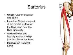 Sartorius Origin And Insertion Google Search Muscle Anatomy Anatomy Education Massage Therapy