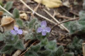 Image result for Nelsonia canescens