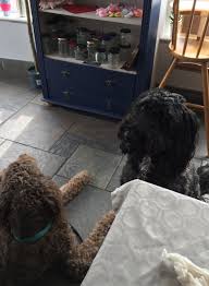 Often found by flood signs on roads but it is really an exceedingly big puddle. Floodle And Sproodle Plenty Of Room Aufnahme Von The Coffee Lounge Dymchurch Tripadvisor