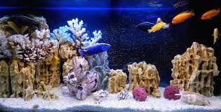 The 6 Best Led Lighting Sets For Reef Tanks