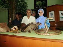 Sungkai spans over an area of 698 km2 with a population of 32,700 people. Tokwan Matarun Pusat Perlindungan Hidupan Liar Konservasi Hidupan Liar Sungkai Perak