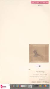 Image result for Pentarhopalopilia umbellulata