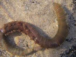 Image result for Aneilema arenicola