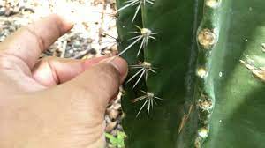 On hot summer days, your succulent requires. Cereus Cactus How To Remove Cereus Spines Barbaric Meyhod Cactus Cereus Spines Youtube