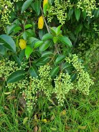 Image result for Ligustrum lucidum