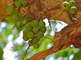 Image result for Ficus sansibarica
