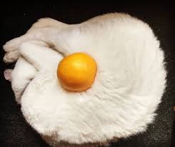 24 animals that are all about blending in cutesypooh zabavnosti kotyata pitanie recepty