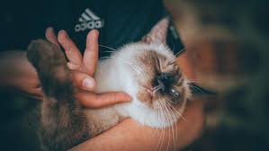 Kat sini admin akan bagitau 10 tanda kucing menyayangi kita. Tanda Kucing Mencintai Kita Berkucing