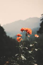 Desvre Nature Photography Nature Aesthetic Aesthetic Backgrounds