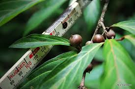 Image result for Heinsenia