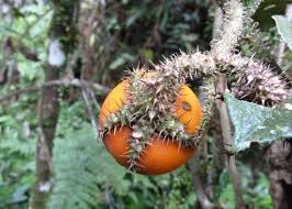 Image result for Solanum capsicoides