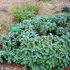 Image result for Bergia salaria