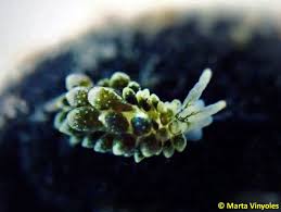 Image result for Selago coerulea