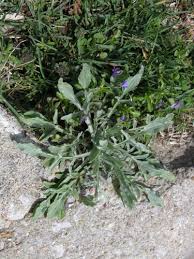 Bachelor's button, also known as cornflower because of its prevalence in cornfields in its native europe, is a cutting garden and cottage garden favorite. Bachelor Buttons