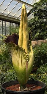 Image result for Araceae