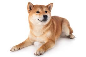 Mainstream commercial applications of the currency have gained traction on internet, such as a. Elon Musk Tweets About Dogecoin Going To The Moon The Cryptonomist