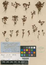 Image result for Bergia