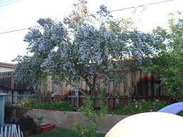 Image result for Psoralea glabra