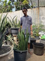 Image result for Sansevieria sinus-simiorum