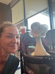 Call Ducklings Identification and Characteristics