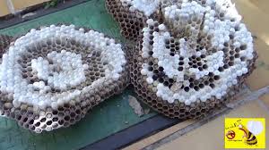 Découvrez les conseils de nos experts pour s'en débarrasser rapidement et sécuritairement. Nid De Frelons Sous Toiture Avec Vu Dans La Salle De Bain Youtube