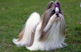 Size And Weight Of Shih Tzu Annie Many