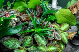 Image result for Eriocaulon bongense