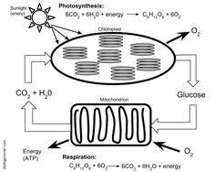 Photosynthesis And Respiration Model Photosynthesis Photosynthesis And Cellular Respiration Biology Worksheet