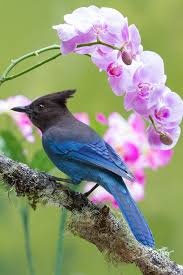 Birds That Start With R Lovely Steller S Jay By Chris Hansen I Didn T See Any Of These At My Feeders This Winter Last Winter There Were 6 R Beautiful Birds Pet Birds Pretty Birds