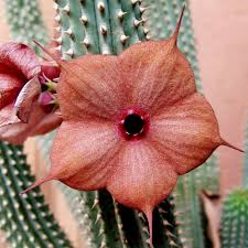 Image result for Hoodia currorii