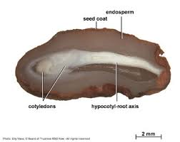 Image result for Canthium glaucum