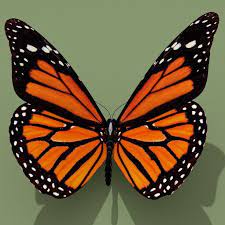 Papillon Monarque Modele 3d Obj 3ds Fbx Ma Mb Melange Mtl 1 Papillon Monarque Peinture Papillon Mosaique Papillon