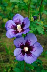 Image result for Hibiscus mastersianus