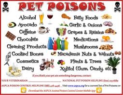 Causes, symptoms and treatment for dog poisoning. Pet Poisons And Common Toxicities Friendship Hospital For Animals
