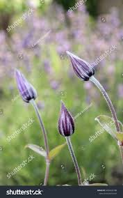 Maybe you would like to learn more about one of these? Purple Clematis Flowers In Bud Purple Clematis Clematis Clematis Flower
