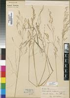 Image result for Agrostis lachnantha