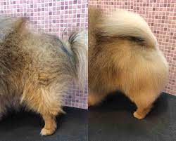 Puva treatment of alopecia areatapartialis, totalis and universalis: Alopecia X Black Skin Desease Pomeranian Beauty