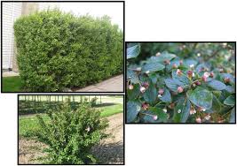 Image result for Cotoneaster