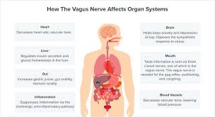 How To Stimulate The Vagus Nerve Boosting Mind Body Health