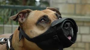 Alerte En Sologne Qui En Veut Aux Chiens