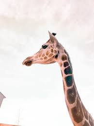 A Giraffe Giraffe Animals Cartoon Wallpaper