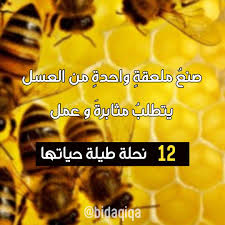 صنع ملعقة واحدة من العسل يتطل ب مثابرة و عمل 12 نحلة طيلة حياتها حقائق معلومة بدقيقة نحل عسل مثابرة جد عمل