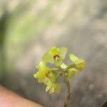 Image result for Polystachya tenuissima