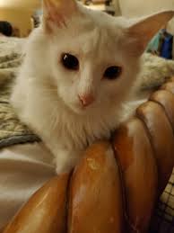 Kitten ( white) deceased