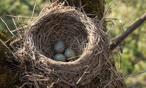 Il rêvait toujours de revenir dans la maison. Sous Notre Toit Pourquoi Les Hirondelles Font Elles Des Nids Dans La Maison Au Dessus De La Fenetre Et Sous Notre Toit Des Panneaux Est Il Possible D Attirer La Chance