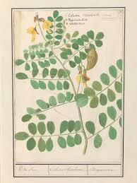 Image result for Lens culinaris